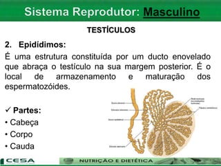 TESTÍCULOS
2. Epidídimos:
É uma estrutura constituída por um ducto enovelado
que abraça o testículo na sua margem posterior. É o
local de armazenamento e maturação dos
espermatozóides.
 Partes:
• Cabeça
• Corpo
• Cauda
 