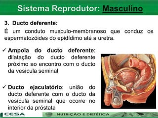 3. Ducto deferente:
É um conduto musculo-membranoso que conduz os
espermatozóides do epidídimo até a uretra.
 Ampola do ducto deferente:
dilatação do ducto deferente
próximo ao encontro com o ducto
da vesícula seminal
 Ducto ejaculatório: união do
ducto deferente com o ducto da
vesícula seminal que ocorre no
interior da próstata
 