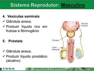 4. Vesículas seminais
 Glândula anexa.
 Produzir líquido rico em
frutose e fibrinogênio
5. Próstata
 Glândula anexa.
 Produzir líquido prostático
(alcalino)
 
