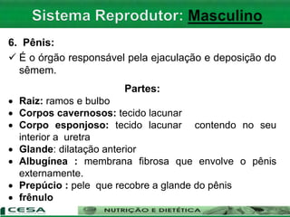 6. Pênis:
 É o órgão responsável pela ejaculação e deposição do
sêmem.
Partes:
 Raiz: ramos e bulbo
 Corpos cavernosos: tecido lacunar
 Corpo esponjoso: tecido lacunar contendo no seu
interior a uretra
 Glande: dilatação anterior
 Albugínea : membrana fibrosa que envolve o pênis
externamente.
 Prepúcio : pele que recobre a glande do pênis
 frênulo
 