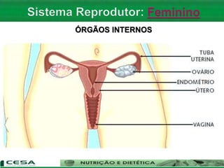 ÓRGÃOS INTERNOS
 