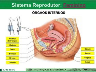 ÓRGÃOS INTERNOS
 