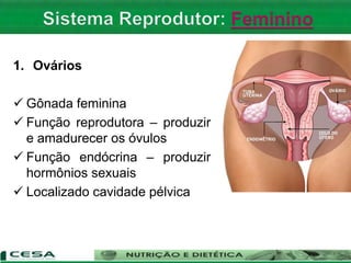 1. Ovários
 Gônada feminina
 Função reprodutora – produzir
e amadurecer os óvulos
 Função endócrina – produzir
hormônios sexuais
 Localizado cavidade pélvica
 