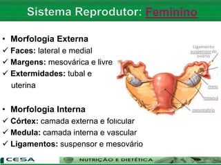 • Morfologia Externa
 Faces: lateral e medial
 Margens: mesovárica e livre
 Extermidades: tubal e
uterina
• Morfologia Interna
 Córtex: camada externa e folicular
 Medula: camada interna e vascular
 Ligamentos: suspensor e mesovário
 