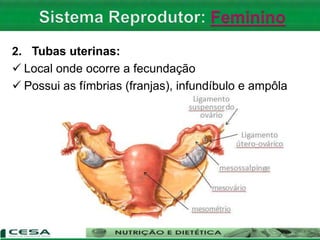 2. Tubas uterinas:
 Local onde ocorre a fecundação
 Possui as fímbrias (franjas), infundíbulo e ampôla
 