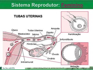 TUBAS UTERINAS
 
