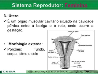 3. Útero
 É um órgão muscular cavitário situado na cavidade
pélvica entre a bexiga e o reto, onde ocorre a
gestação.
• Morfologia externa:
 Porções: Fundo,
corpo, istmo e colo
 