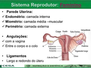 • Parede Uterina:
 Endométrio: camada interna
 Miométrio: camada média –muscular
 Perimétrio: camada externa
• Angulações:
 com a vagina
 Entre o corpo e o colo
• Ligamentos
• Largo e redondo do útero
 