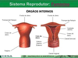 ÓRGÃOS INTERNOS
 