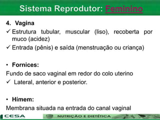 4. Vagina
 Estrutura tubular, muscular (liso), recoberta por
muco (acidez)
 Entrada (pênis) e saída (menstruação ou criança)
• Fornices:
Fundo de saco vaginal em redor do colo uterino
 Lateral, anterior e posterior.
• Hímem:
Membrana situada na entrada do canal vaginal
 
