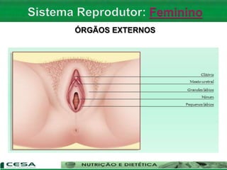 ÓRGÃOS EXTERNOS
 