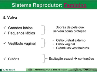 5. Vulva
 Grandes lábios
 Pequenos lábios
 Vestíbulo vaginal
 Clitóris
Dobras de pele que
servem como proteção
Excitação sexual  contrações
• Ostio uretral externo
• Ostio vaginal
• Glândulas vestibulares
 