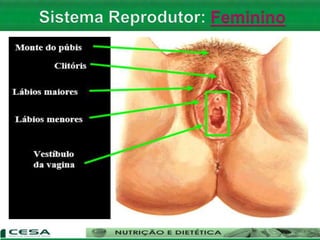 Aula 12   sistema reprodutor masculino e feminino - anatomia e fisiologia