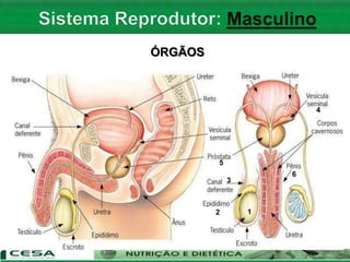 ÓRGÃOS
1
3
2
4
5
6
 