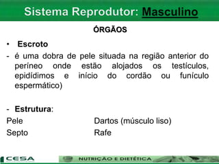 ÓRGÃOS
• Escroto
- é uma dobra de pele situada na região anterior do
períneo onde estão alojados os testículos,
epidídimos e início do cordão ou funículo
espermático)
- Estrutura:
Pele Dartos (músculo liso)
Septo Rafe
 