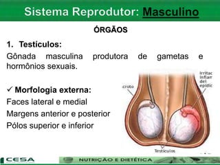 ÓRGÃOS
1. Testículos:
Gônada masculina produtora de gametas e
hormônios sexuais.
 Morfologia externa:
Faces lateral e medial
Margens anterior e posterior
Pólos superior e inferior
 
