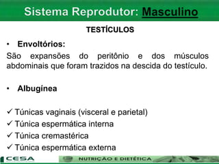 TESTÍCULOS
• Envoltórios:
São expansões do peritônio e dos músculos
abdominais que foram trazidos na descida do testículo.
• Albugínea
 Túnicas vaginais (visceral e parietal)
 Túnica espermática interna
 Túnica cremastérica
 Túnica espermática externa
 
