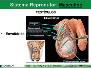TESTÍCULOS
• Envoltórios
 