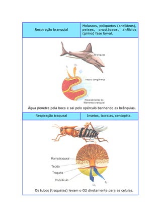 Respiração branquial
Moluscos, poliquetos (anelídeos),
peixes, crustáceos, anfíbios
(girino) fase larval.
Respiração traqueal Insetos, lacraias, centopéia.
Água penetra pela boca e sai pelo opérculo banhando as brânquias.
Os tubos (traquéias) levam o O2 diretamente para as células.
 