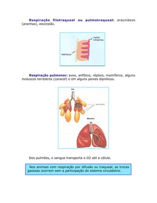 Respiração filotraqueal ou pulmotraqueal: aracnídeos
(aranhas), escorpião.
Respiração pulmonar: aves, anfíbios, répteis, mamíferos, alguns
moluscos terrestres (caracol) e em alguns peixes dipnóicos.
Dos pulmões, o sangue transporta o O2 até a célula.
Nos animais com respiração por difusão ou traqueal, as trocas
gasosas ocorrem sem a participação do sistema circulatório.
 