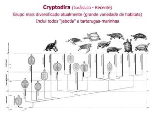 Cryptodira (Jurássico - Recente)
Grupo mais diversificado atualmente (grande variedade de habitats)
Inclui todos “jabotis” e tartarugas-marinhas
 