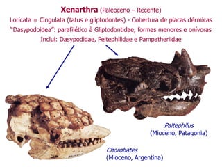 Xenarthra (Paleoceno – Recente)
Loricata = Cingulata (tatus e gliptodontes) - Cobertura de placas dérmicas
“Dasypodoidea”: parafilético à Gliptodontidae, formas menores e onívoras
Inclui: Dasypodidae, Peltephilidae e Pampatheriidae
Chorobates
(Mioceno, Argentina)
Paltephilus
(Mioceno, Patagonia)
 