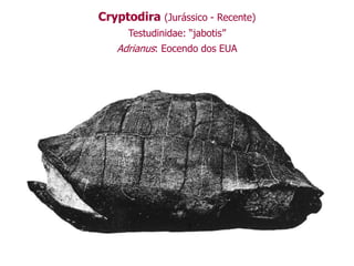 Cryptodira (Jurássico - Recente)
Testudinidae: “jabotis”
Adrianus: Eocendo dos EUA
 