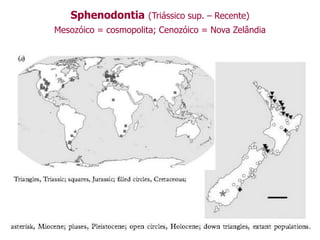 Sphenodontia (Triássico sup. – Recente)
Mesozóico = cosmopolita; Cenozóico = Nova Zelândia
 