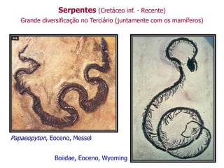 Serpentes (Cretáceo inf. - Recente)
Grande diversificação no Terciário (juntamente com os mamíferos)
Boiidae, Eoceno, Wyoming
Papaeopyton, Eoceno, Messel
 