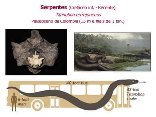 Serpentes (Cretáceo inf. - Recente)
Titanoboa cerrejonensis
Palaeoceno da Colombia (13 m e mais de 1 ton.)
 