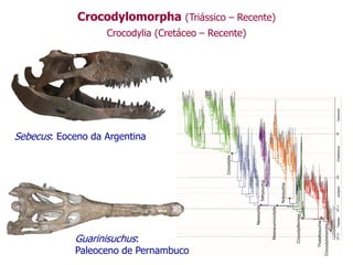 Crocodylomorpha (Triássico – Recente)
Crocodylia (Cretáceo – Recente)
Guarinisuchus:
Paleoceno de Pernambuco
Sebecus: Eoceno da Argentina
 