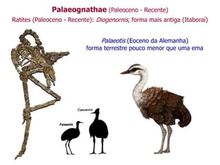Palaeognathae (Paleoceno - Recente)
Ratites (Paleoceno - Recente): Diogenornis, forma mais antiga (Itaboraí)
Palaeotis (Eoceno da Alemanha)
forma terrestre pouco menor que uma ema
 