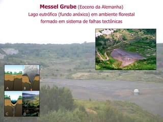 Messel Grube (Eoceno da Alemanha)
Lago eutrófico (fundo anóxico) em ambiente florestal
formado em sistema de falhas tectônicas
 