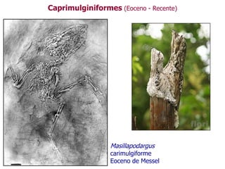 Caprimulginiformes (Eoceno - Recente)
Masillapodargus
carimulgiforme
Eoceno de Messel
 