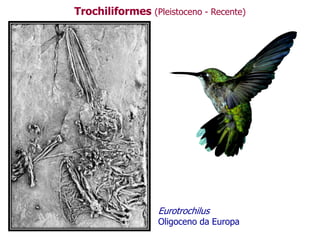 Trochiliformes (Pleistoceno - Recente)
Eurotrochilus
Oligoceno da Europa
 