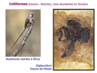 Colliformes (Eoceno - Recente), mais abundantes no Terciário
Eoglaucidium
Eoceno de Messel
Atualmente restritos à África
 