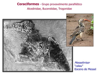 Coraciformes - Grupo provavelmente parafilético
Alcedinidae, Bucerotidae, Trogonidae
Messelirrisor
“calau”
Eoceno de Messel
 
