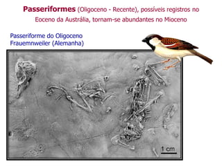 Passeriformes (Oligoceno - Recente), possíveis registros no
Eoceno da Austrália, tornam-se abundantes no Mioceno
Passeriforme do Oligoceno
Frauemnweiler (Alemanha)
 