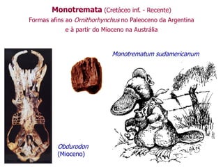 Monotremata (Cretáceo inf. - Recente)
Formas afins ao Ornithorhynchus no Paleoceno da Argentina
e à partir do Mioceno na Austrália
Monotrematum sudamericanum
Obdurodon
(Mioceno)
 