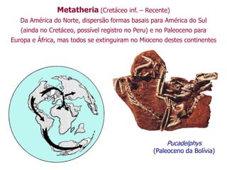 Metatheria (Cretáceo inf. – Recente)
Da América do Norte, dispersão formas basais para América do Sul
(ainda no Cretáceo, possível registro no Peru) e no Paleoceno para
Europa e África, mas todos se extinguiram no Mioceno destes continentes
Pucadelphys
(Paleoceno da Bolívia)
 