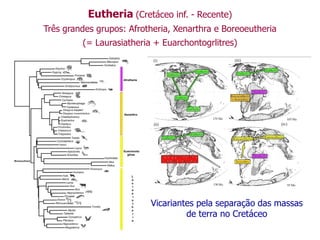 Eutheria (Cretáceo inf. - Recente)
Três grandes grupos: Afrotheria, Xenarthra e Boreoeutheria
(= Laurasiatheria + Euarchontogrlitres)
Vicariantes pela separação das massas
de terra no Cretáceo
 