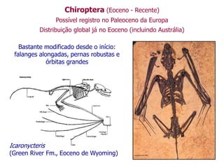 Chiroptera (Eoceno - Recente)
Possível registro no Paleoceno da Europa
Distribuição global já no Eoceno (incluindo Austrália)
Bastante modificado desde o início:
falanges alongadas, pernas robustas e
órbitas grandes
Icaronycteris
(Green River Fm., Eoceno de Wyoming)
 