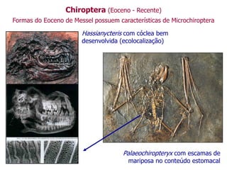 Chiroptera (Eoceno - Recente)
Formas do Eoceno de Messel possuem características de Microchiroptera
Hassianycteris com cóclea bem
desenvolvida (ecolocalização)
Palaeochiropteryx com escamas de
mariposa no conteúdo estomacal
 