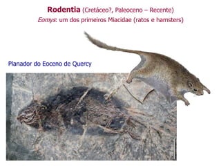 Rodentia (Cretáceo?, Paleoceno – Recente)
Eomys: um dos primeiros Miacidae (ratos e hamsters)
Planador do Eoceno de Quercy
 