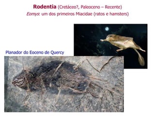 Rodentia (Cretáceo?, Paleoceno – Recente)
Eomys: um dos primeiros Miacidae (ratos e hamsters)
Planador do Eoceno de Quercy
 
