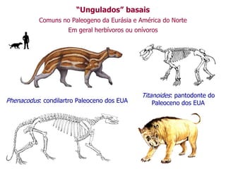 “Ungulados” basais
Comuns no Paleogeno da Eurásia e América do Norte
Em geral herbívoros ou onívoros
Phenacodus: condilartro Paleoceno dos EUA
Titanoides: pantodonte do
Paleoceno dos EUA
 
