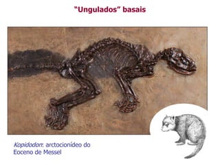 “Ungulados” basais
Kopidodon: arctocionídeo do
Eoceno de Messel
 