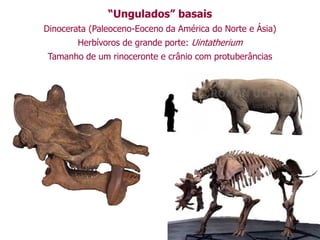 “Ungulados” basais
Dinocerata (Paleoceno-Eoceno da América do Norte e Ásia)
Herbívoros de grande porte: Uintatherium
Tamanho de um rinoceronte e crânio com protuberâncias
 