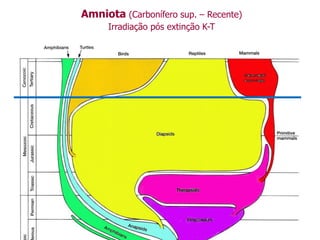 Amniota (Carbonífero sup. – Recente)
Irradiação pós extinção K-T
 