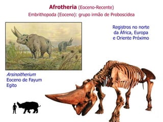 Afrotheria (Eoceno-Recente)
Embrithopoda (Eoceno): grupo irmão de Proboscidea
Arsinoitherium
Eoceno de Fayum
Egito
Registros no norte
da África, Europa
e Oriente Próximo
 